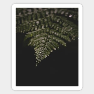 Fern in the Rain Sticker